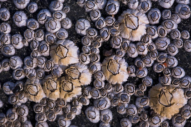 istock Crustaceans waiting for high tide 146740382
