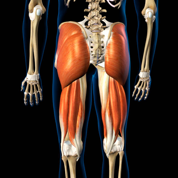 complejo muscular extensor de cadera masculino aislado en la vista trasera del esqueleto sobre fondo negro - aductor grande fotografías e imágenes de stock
