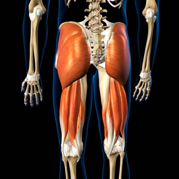 黒い背景に骨格の背面図で分離型男性の股関節伸筋複合体 - adductor magnus ストックフォトと画像