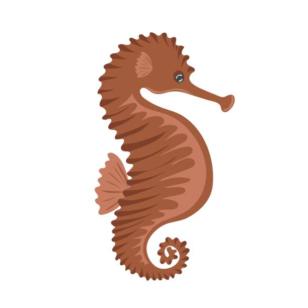 Drawing Of A Baby Seahorses Illustrations, Royalty-Free Vector Graphics &  Clip Art - iStock