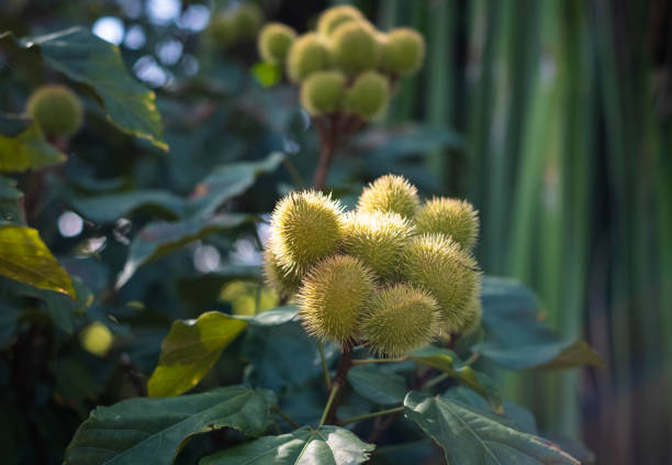 Bixa orellana, also known as achiote