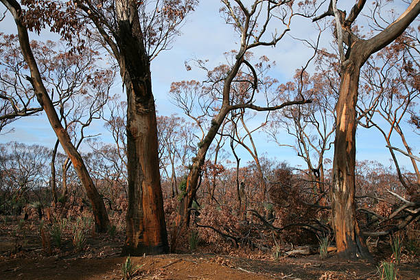 istock After a wild fire Kangaroo Island South Australia 146740733