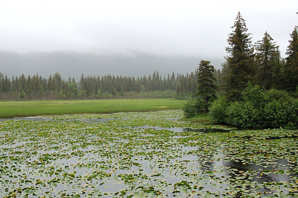 Beautiful lake stock photo