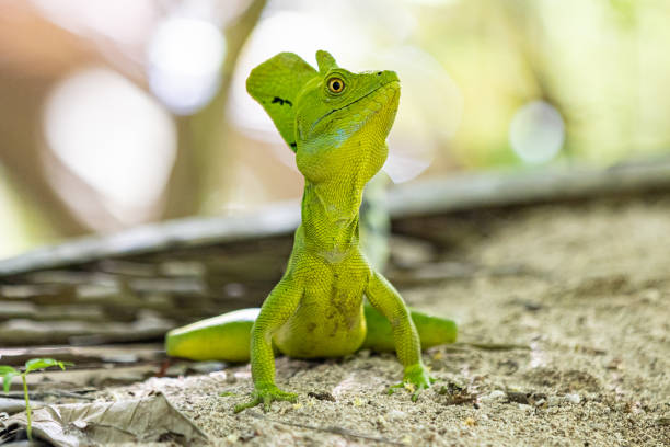 Basilisk Costa Rica Tropics - Free photo on Pixabay