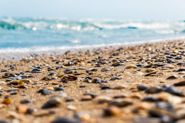 istock incredibly beautiful cockerel shells photographed from the side on a clear sunny day on the beach of the Mediterranean sea 1467409059