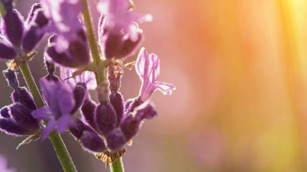 istock Lavenders close-up with blur background at sunset. Selective focus. Banner. 1467409063