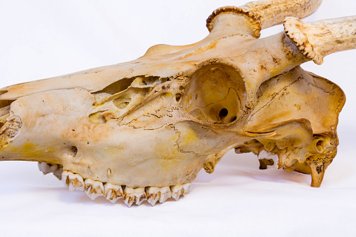 Close-up side view of a skull from a white-taild deer buck in Wisconsin, horizontal