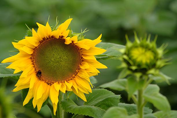 Sunflower with bumblebee stock photo