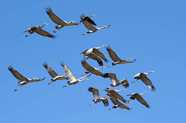 Brolga in flight brolga in flight over Diamantina National Park Queensland, Australia brolga stock pictures, royalty-free photos & images