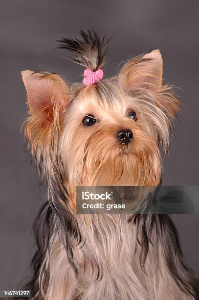 Yorkshire Terrier Retrato - Fotografias de stock e mais imagens de Animal - Animal, Animal de Estimação, Bichos Mimados