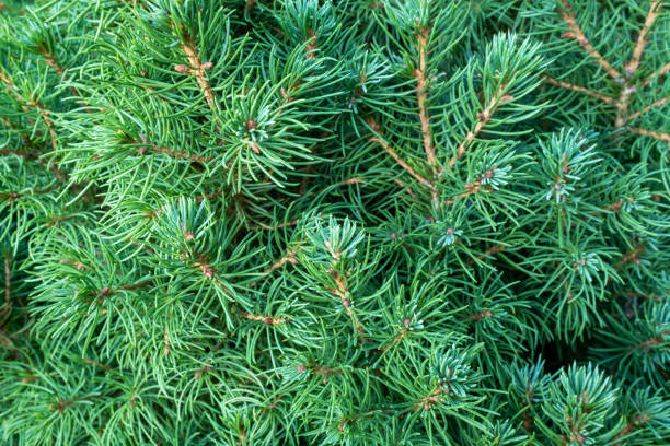 natural background of young pine branches, closeup. evergreen pine with green needles for branding, calendar, postcard, screensaver, wallpaper, poster, banner, cover, website. high quality photo - growth new evergreen tree pine tree imagens e fotografias de stock