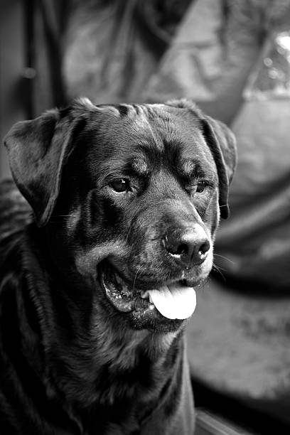 Female Rottweiler stock photo