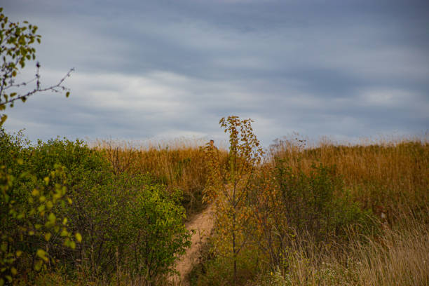 istock Chinese silver grass and forest in Canada 1467414733