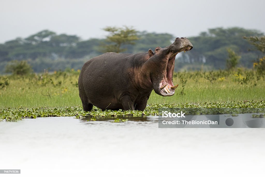 Affamato Hippo 3 - Foto stock royalty-free di Ippopotamo