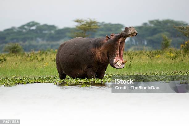 Affamato Hippo 3 - Fotografie stock e altre immagini di Ippopotamo - Ippopotamo, Acqua, Africa