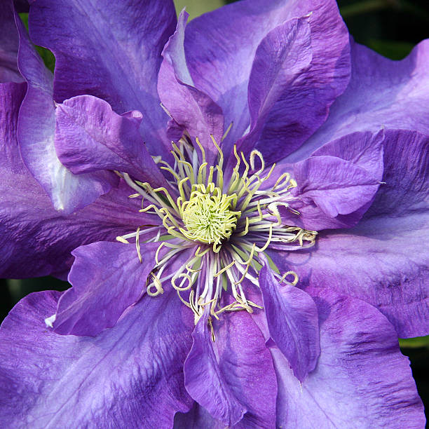 Clematis Daniel Deronda stock photo