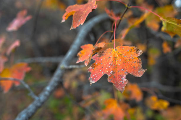 Red leaf of a tree on a branch in autumn