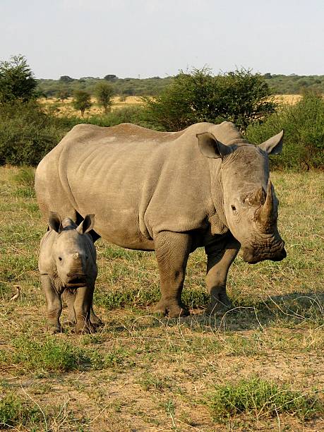 istock Rhino mother with baby 146741687