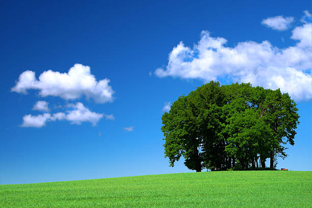istock green grass field and a bunch of trees 146741722