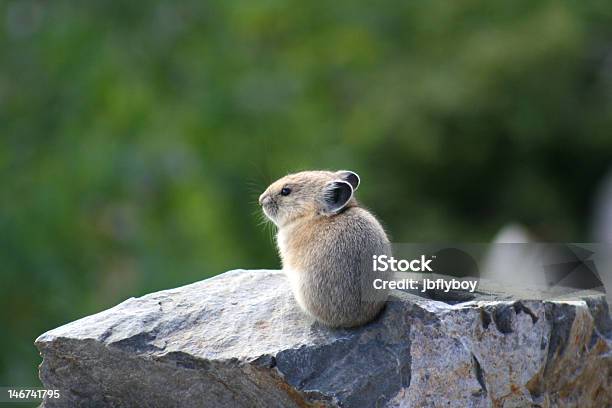 Watchful Pika Stock Photo - Download Image Now - Pika, Horizontal, Loneliness