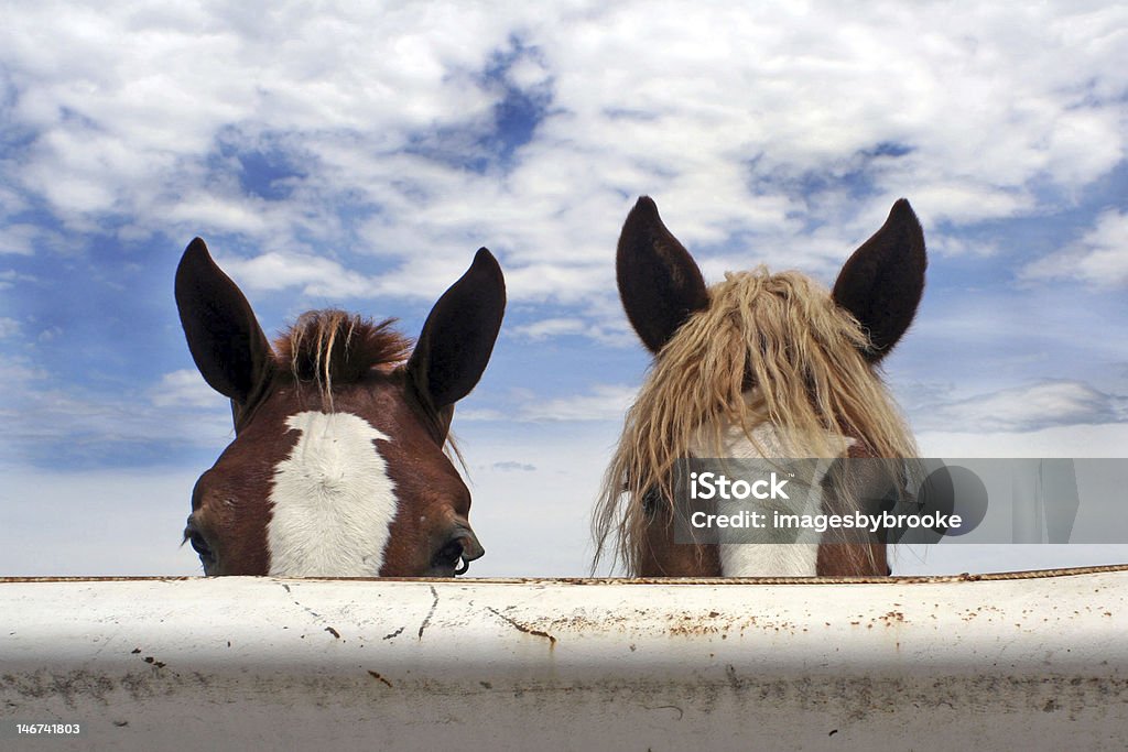 Dois é o número certo - Foto de stock de Cavalo - Família do cavalo royalty-free