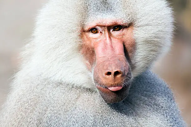 baboon portrait closeup, sticking his tongue out at camera
