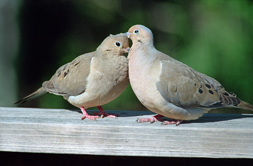 Sitting side by side and beak to beak, a pair of mourning doves preen each others feathers and nuzzle on a deck banister in Denver Colorado.