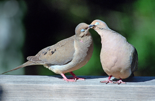 Sitting side by side and beak to beak, a pair of mourning doves preen each others feathers and nuzzle on a deck banister in Denver Colorado.
