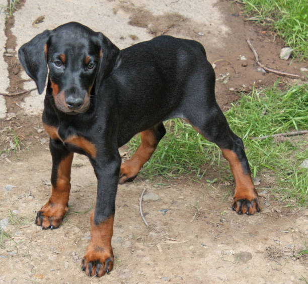 istock Doberman Pinscher Puppy 146742260