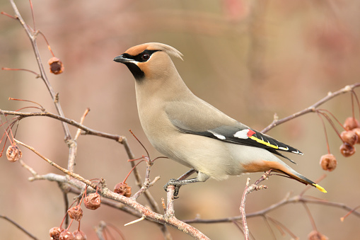 A Waxwing with a Berry in its beak, perched on a Hawthorn twig laden with Berries