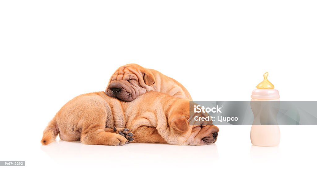 Sharpei puppies resting Sharpei puppies resting after some milk feasting Milk Stock Photo