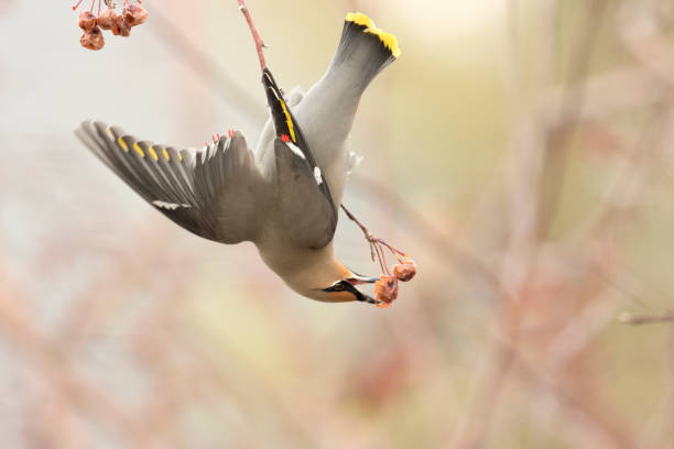Hanging upside-down, a wild Bohemian waxwing bird tugs and grabs hold of old fruit on a crab apple tree in Littleton, Colorado neighborhood.