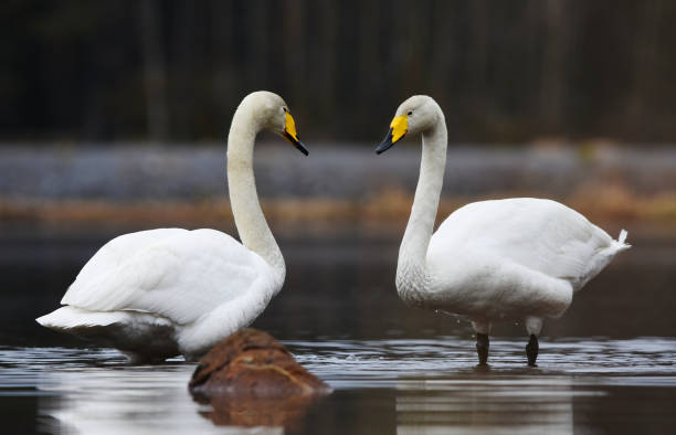 whooper swan (cygnus cygnus) pair in the lake in spring. - whooper swan imagens e fotografias de stock