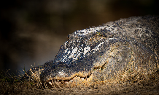 Old crocodile. A crocodile farm on island Lankgawi. Malaysia