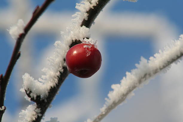 a seasons promise shines on a snow covered tree