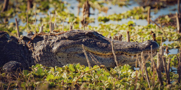 istock Alligators in the Wild 1467425619
