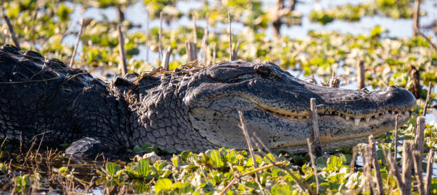 istock Alligators in the Wild 1467425909