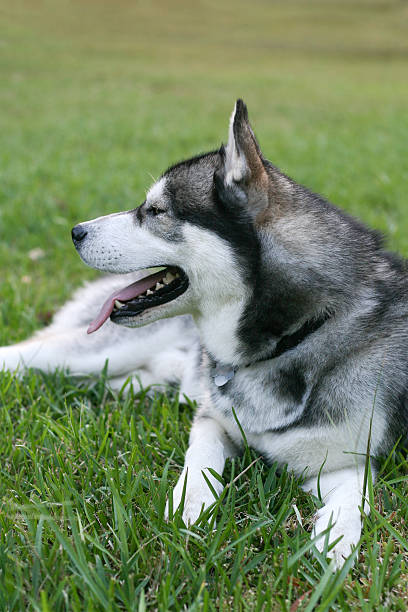 istock Siberian Husky in the Backyard 146742731