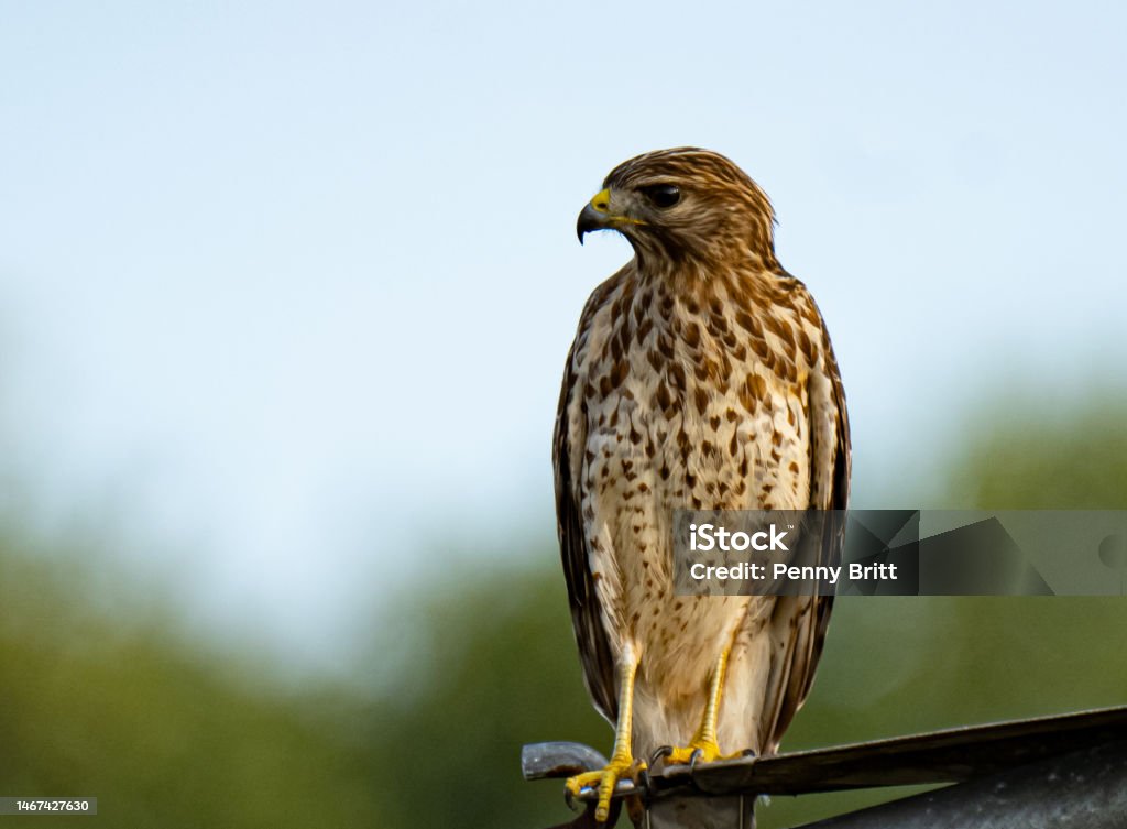 Redtail hawk Red-tailed Hawk Stock Photo