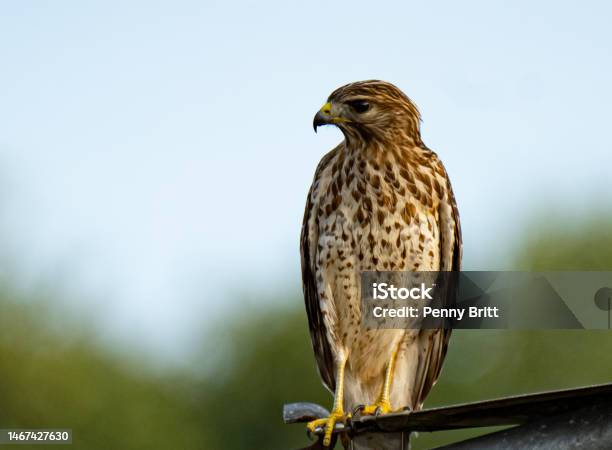 Redtail Hawk Stock Photo - Download Image Now - Red-tailed Hawk, Animal, Animal Wildlife