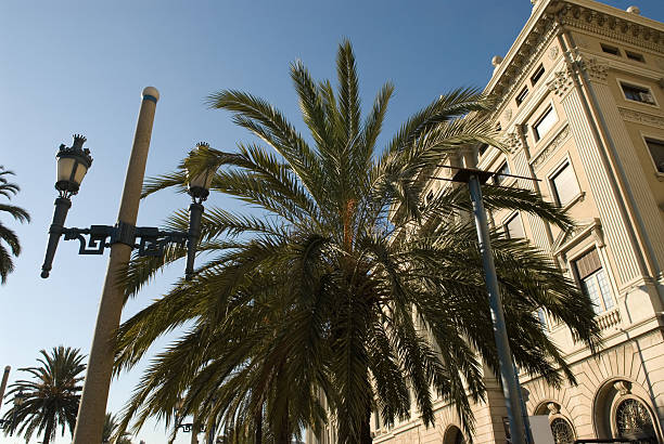 istock Palms and architecture in Barcelona 146742771