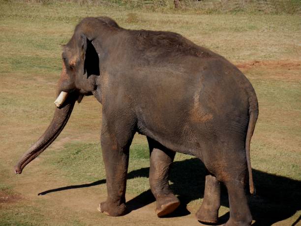 vista lateral de baci de un elefante joven caminando en el campo - uncoordinated fotografías e imágenes de stock