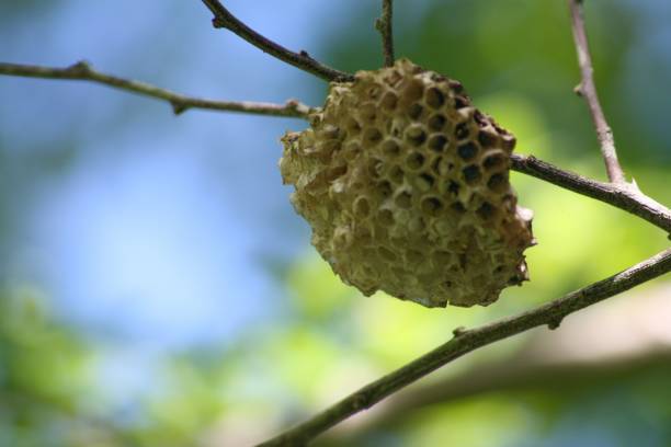 istock Medium close up of a beehive, bokeh in the background 1467429654