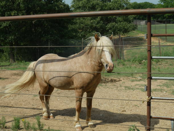 istock Light-brown pony standing behind a fence 1467429975