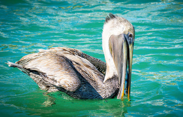 istock Pelicans in the Wild 1467430243