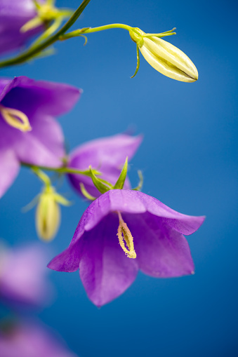 A DSLR photo of beautiful Bluebell flowers (Campanula) on a blue background. Shallow depth of field.