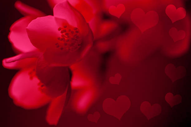 Toned in red jasmine flowers with glowing red hearts. Can be used as some romantic, Valentine's day background.