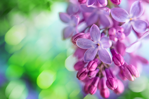 A DSLR close-up photo of beautiful Lilac blossom on a defocused lights bokeh background. Shallow depth of field. Space for copy.