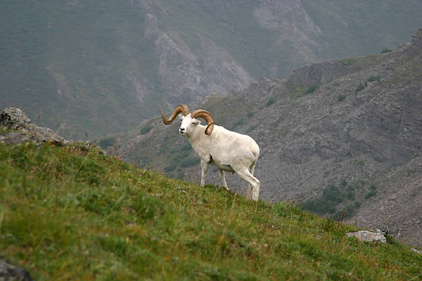 Dall Sheep eating grass in Denali National Park - Alaska