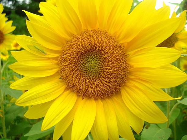 Sunflower Bug stock photo